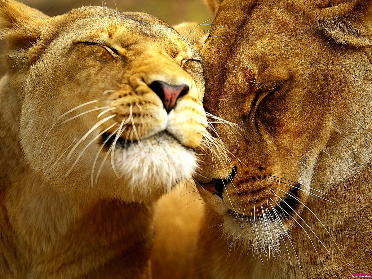 100+ Planos de fundo Leão HD | Imagens Gratuitas