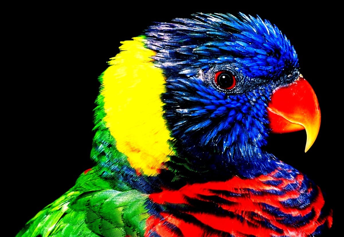 Foto de papel de parede — pássaro colorido empoleirado no papagaio