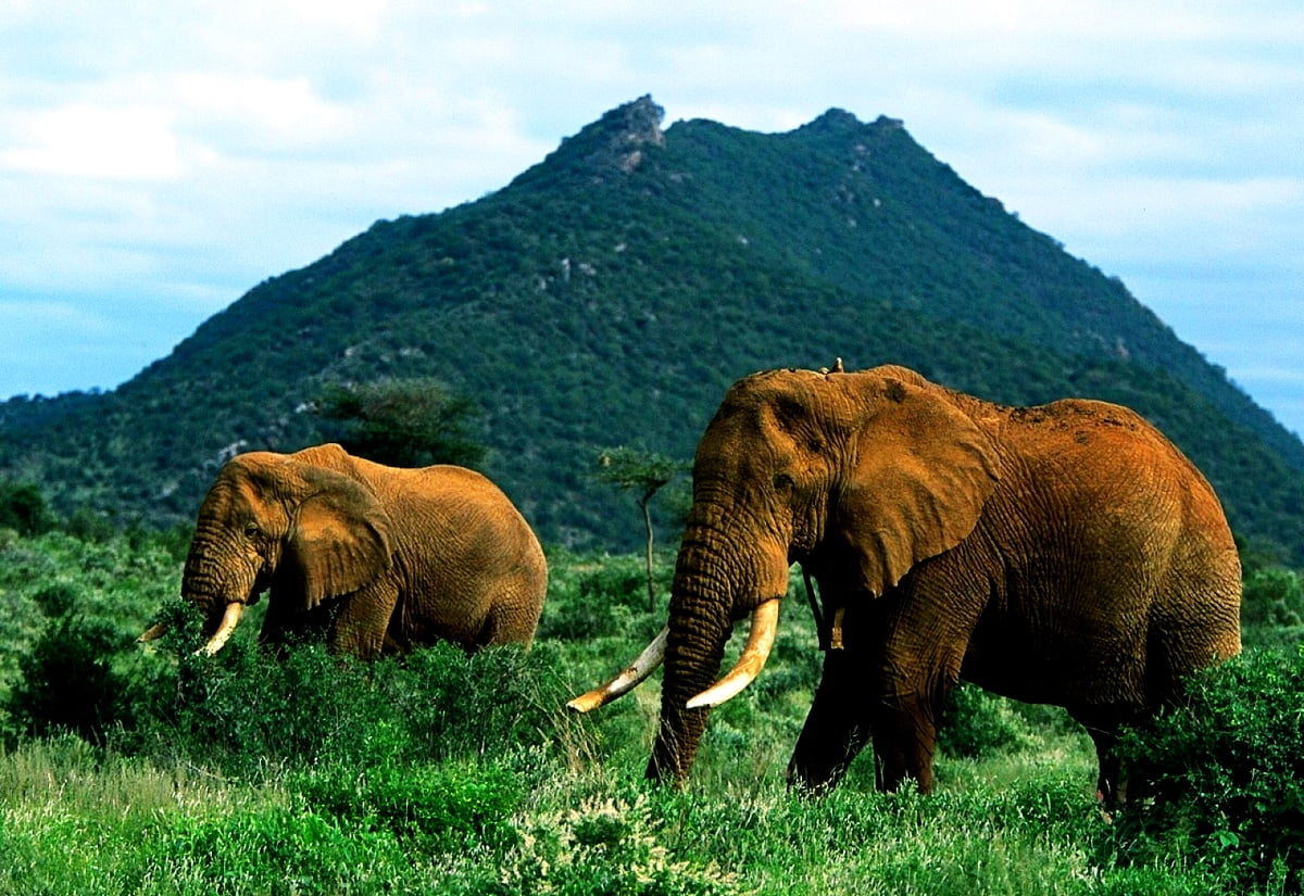 Grátis imagem de plano de fundo HD — manada de elefantes caminhando por um campo verde exuberante