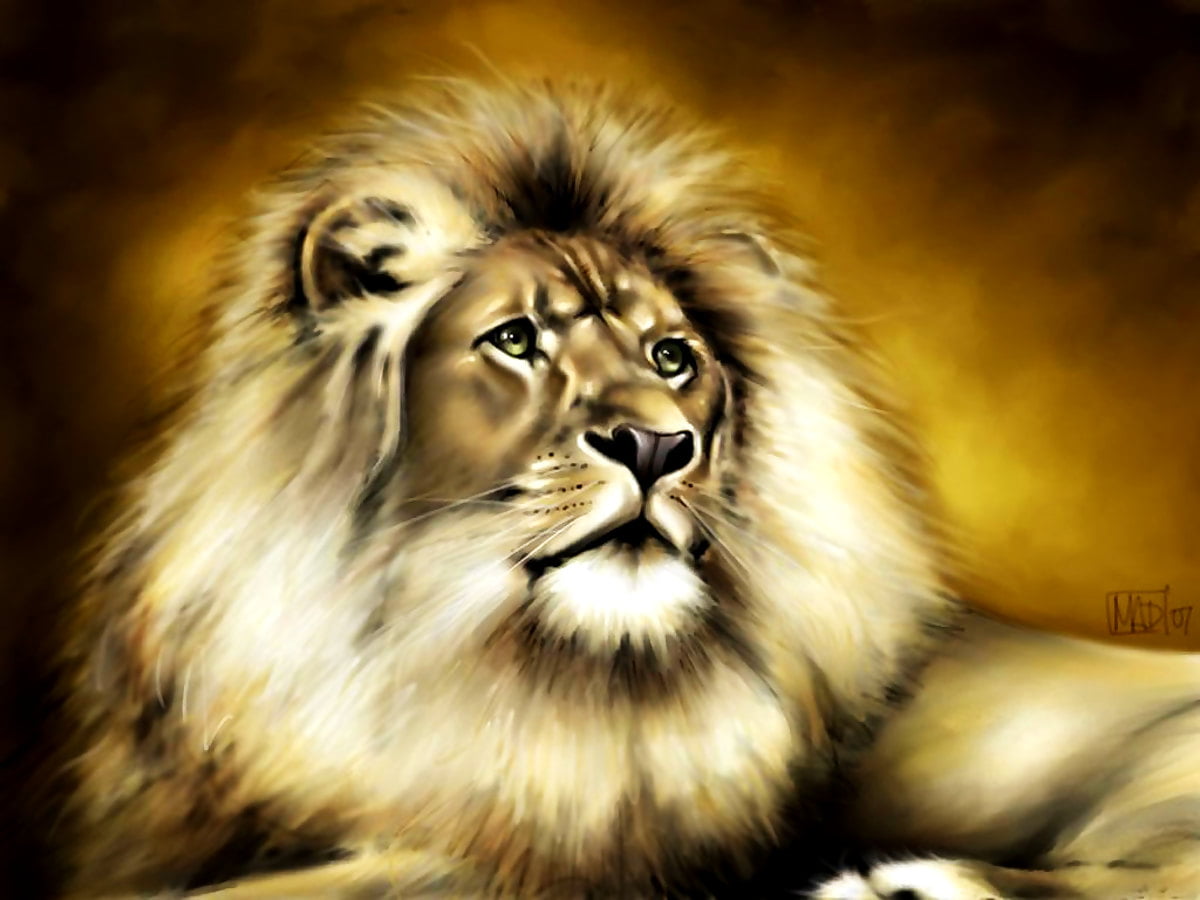 Fundo de tela Leão, Vida Selvagem, Leão Masai | Download Grátis