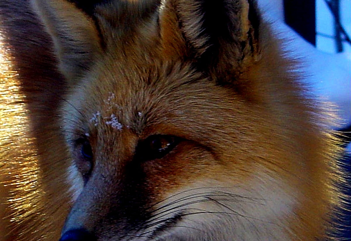 Raposa, animais, Raposa vermelha, Vida selvagem, Cão-lobo : HD plano de fundo 1600x1100
