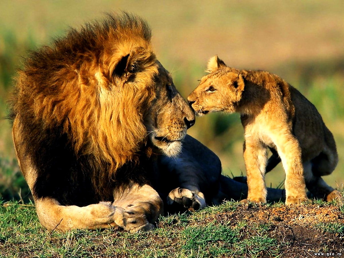 100+ Papéis de parede para pc - Leão | Imagens Gratuitas