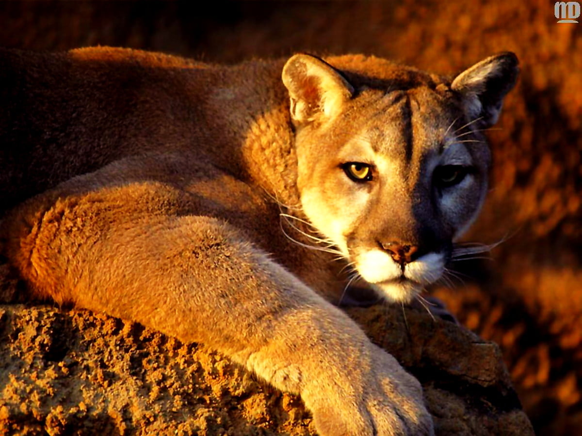 Leão, Vida selvagem, animais, gato selvagem, jardim zoológico — grátis HD foto de papel de parede
