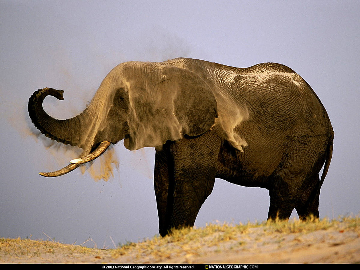 Elefante bebê parado ao lado da água - fundos de tela