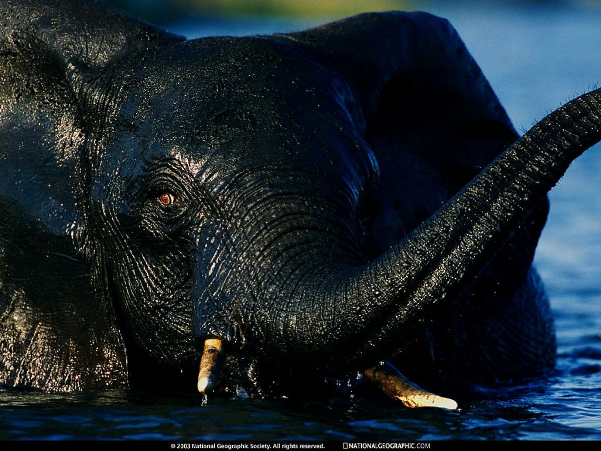 Elefante grande parado ao lado da água - imagem para fundo de tela 1024x768