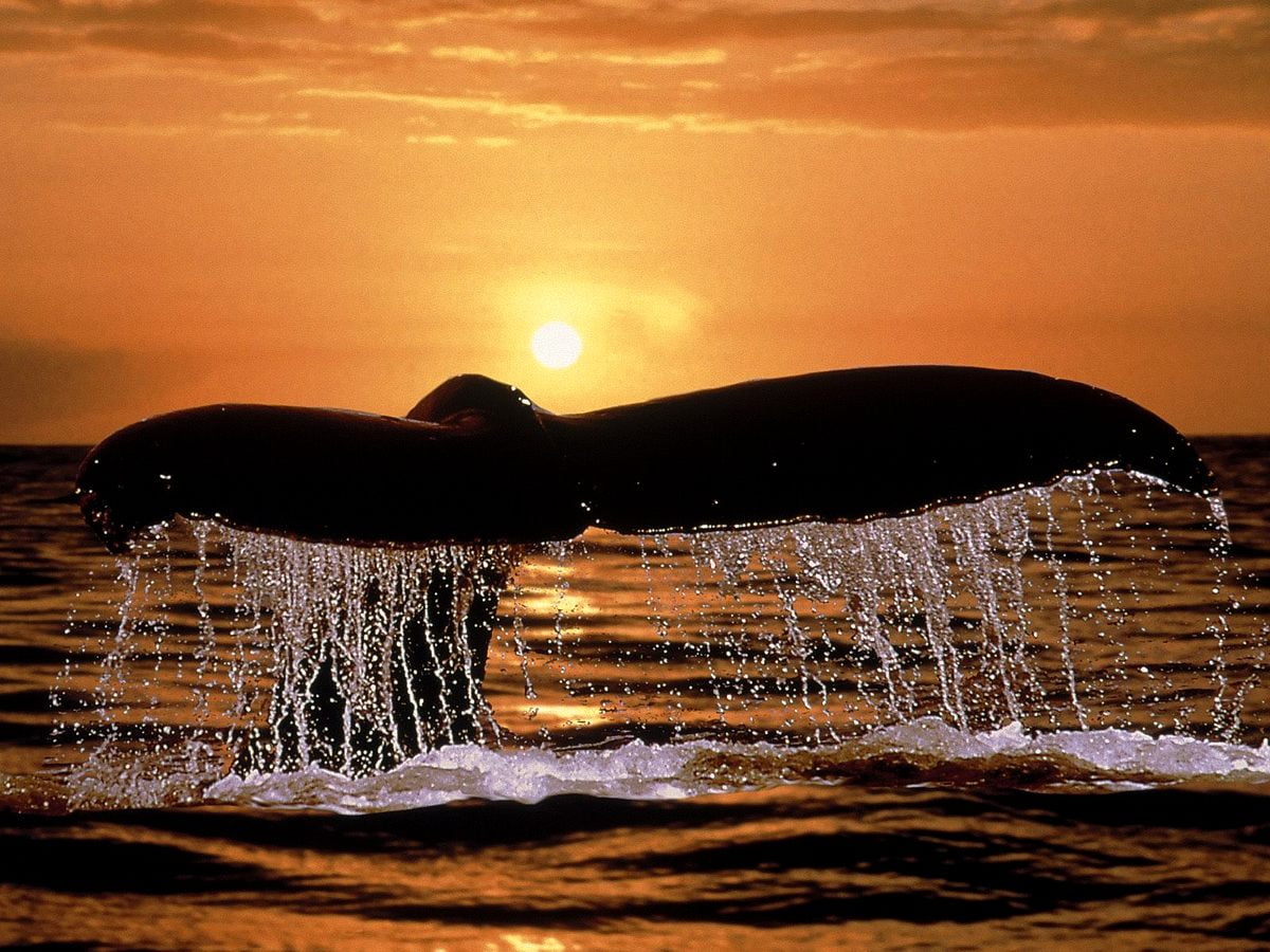 Plano de fundo Oceano, Baleia, Golfinho 🔥 Download Grátis