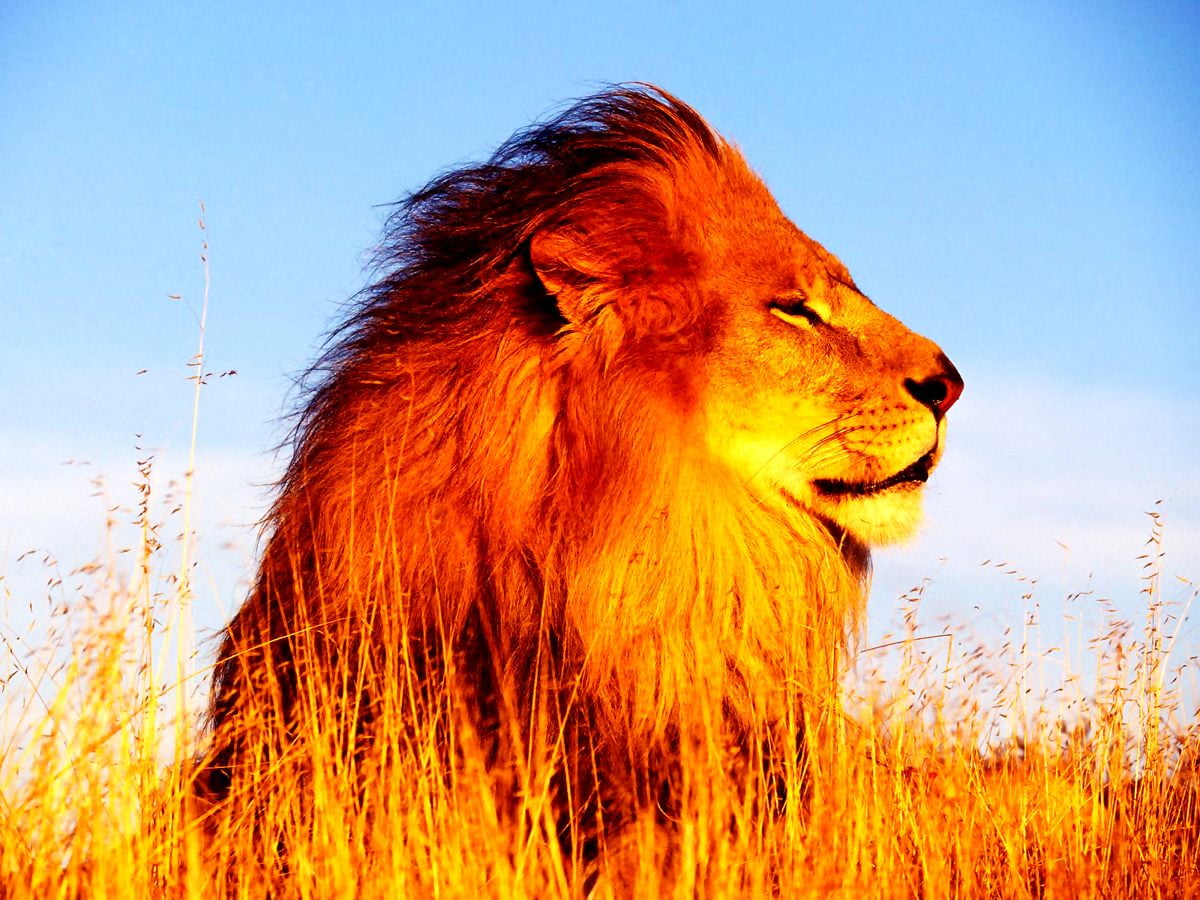 Leão, Vida selvagem, leão masai, animais, juba - HD imagem de plano de fundo