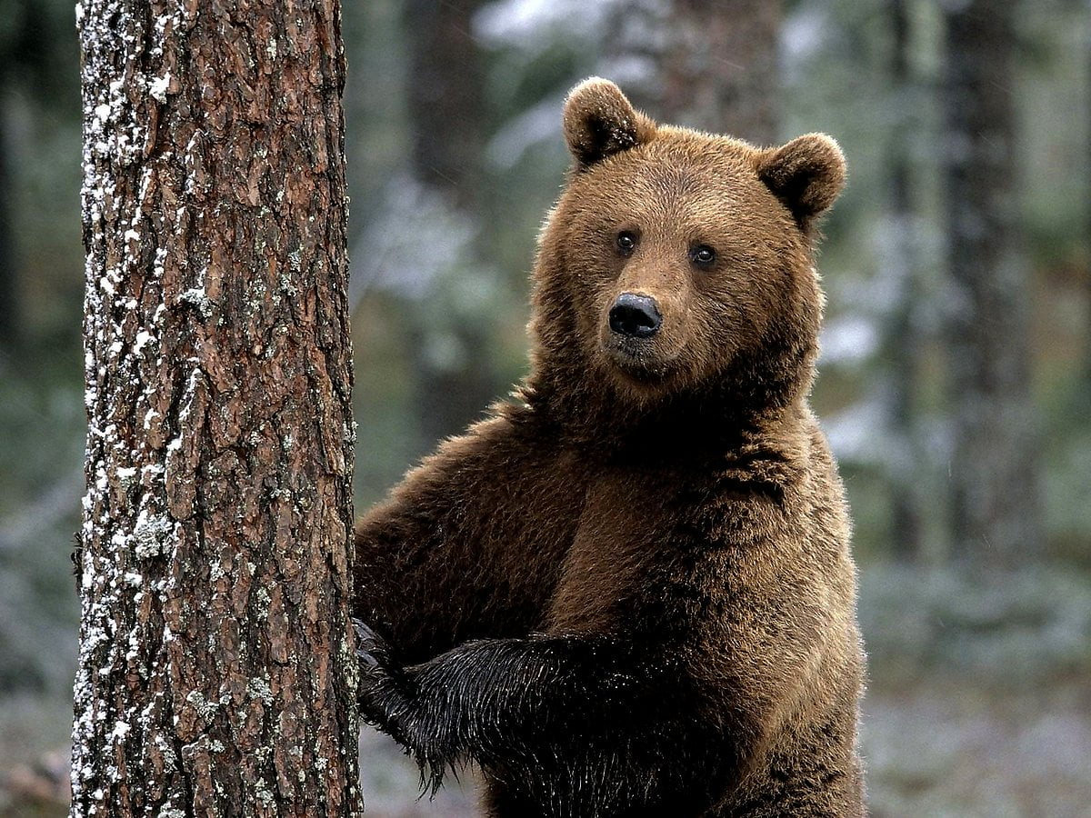 Imagem Para Fundo De Tela Suportar Urso Marrom Urso Pardo 🔥 Download Grátis 