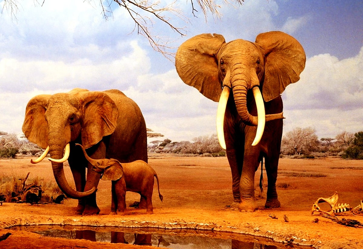 Manada de elefantes ao lado do corpo d'água : imagem de plano de fundo 1600x1100