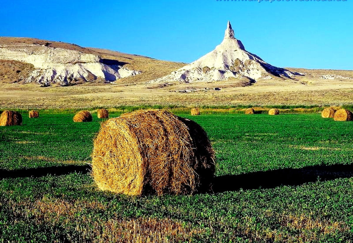 Vaca pastando em campo de grama seca / grátis imagem para fundo de tela 1600x1100