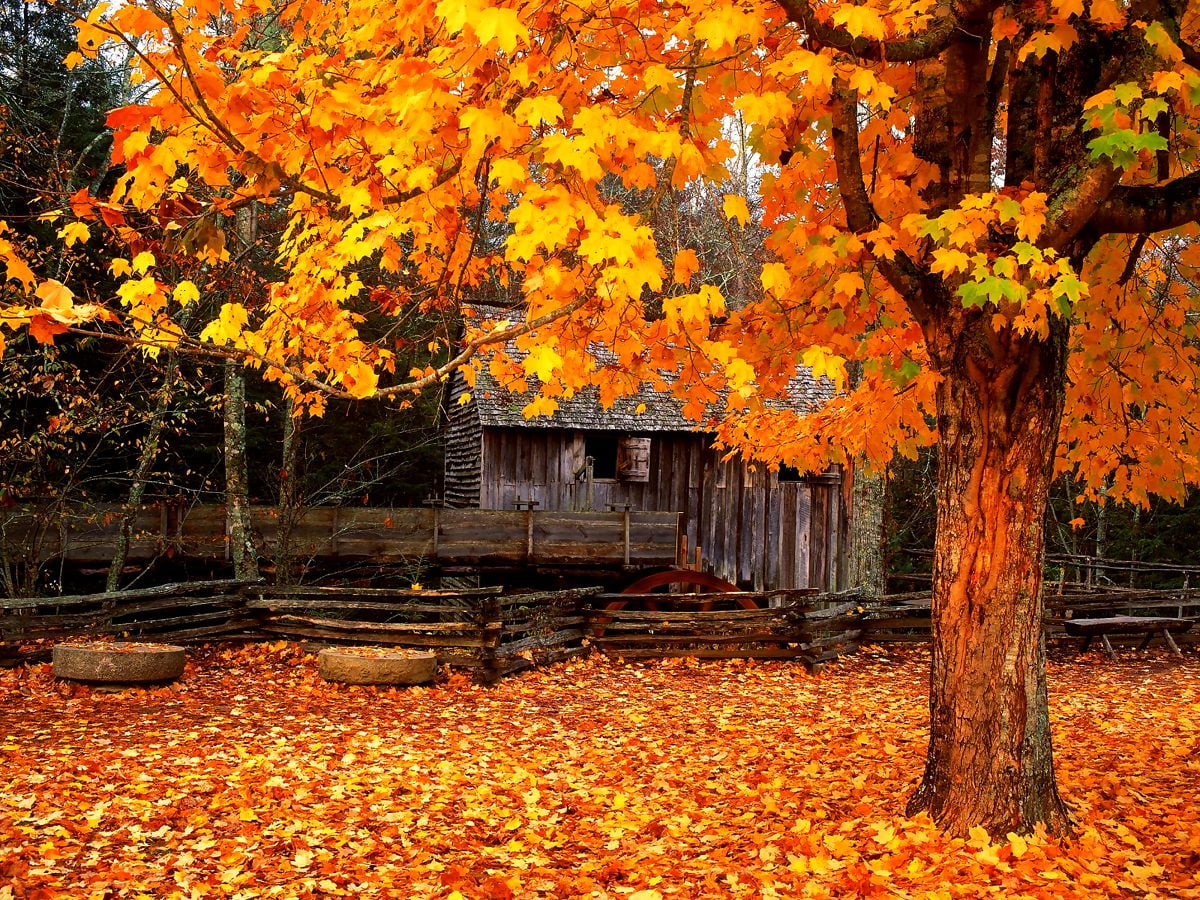 Wallpaper bontios Floresta, Natureza, Outono | Download Grátis