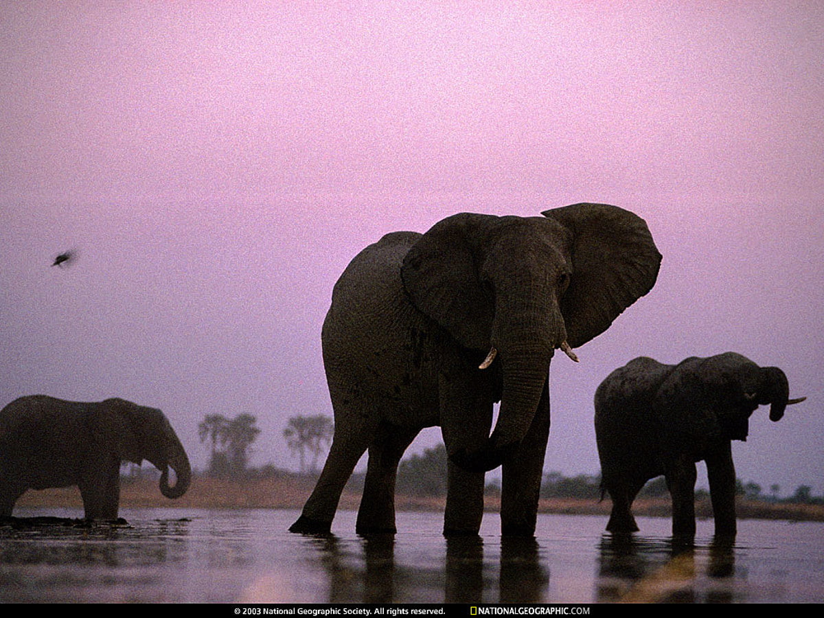 Manada de elefantes ao lado do corpo d'água