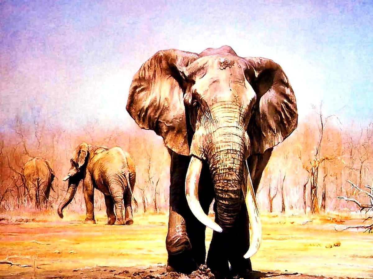 Elefante bebê caminhando pela estrada de terra : grátis plano de fundo 1024x768