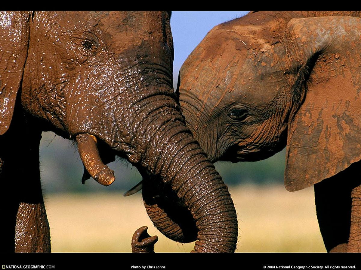 Elefante bébé : grátis plano de fundo 1024x768