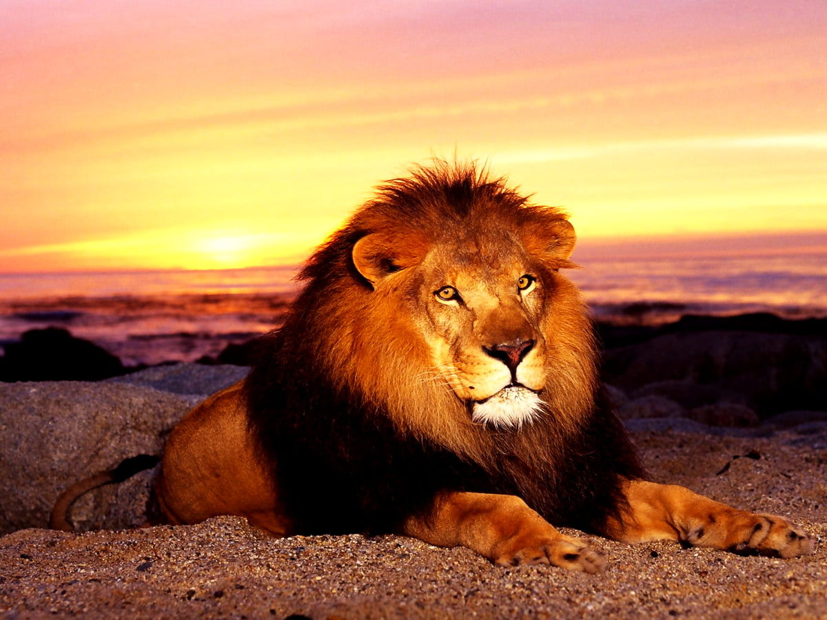 Leão deitado no sol - imagem de fundo