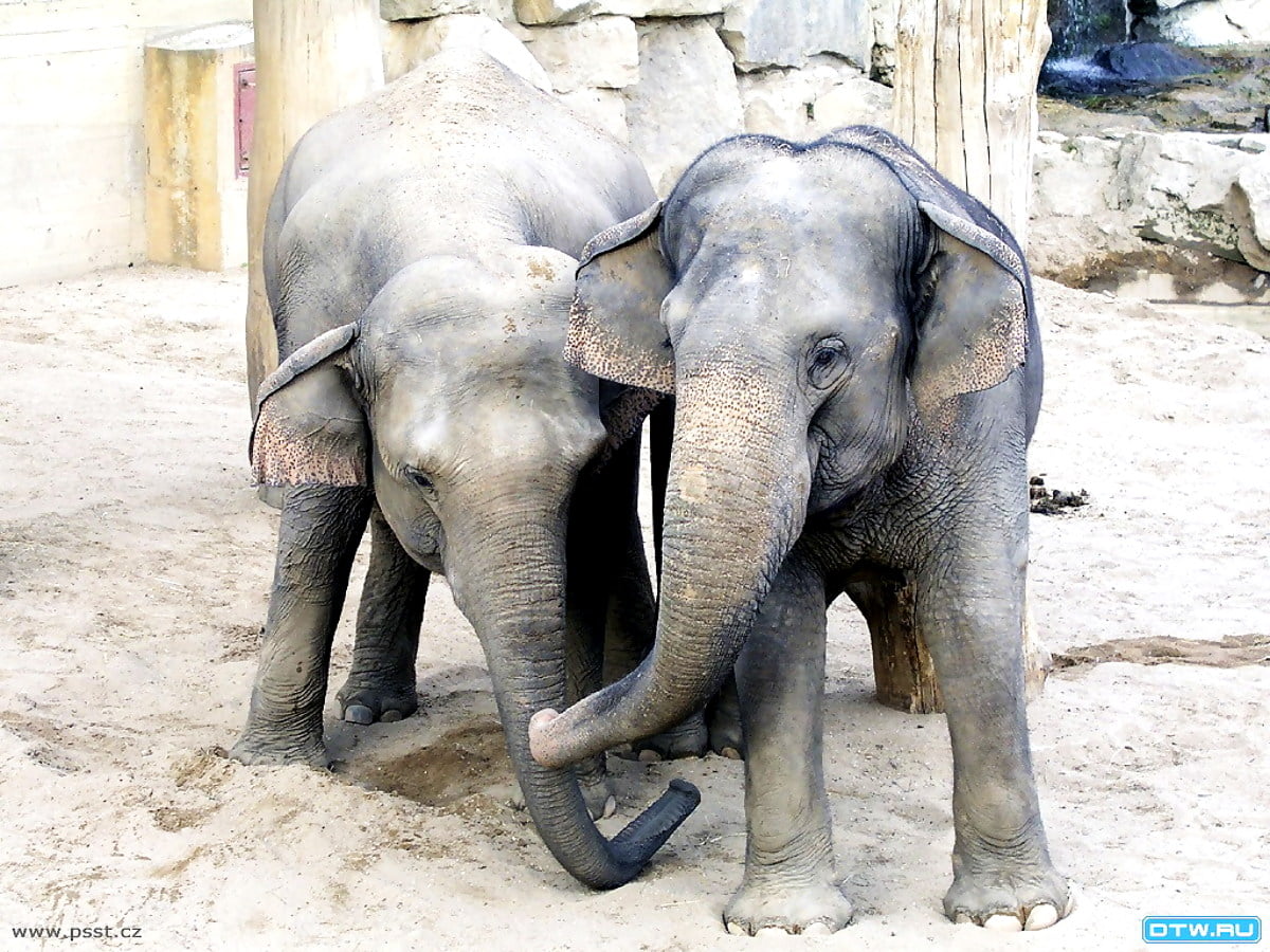 Elefante bebê parado no chão - imagem de fundo