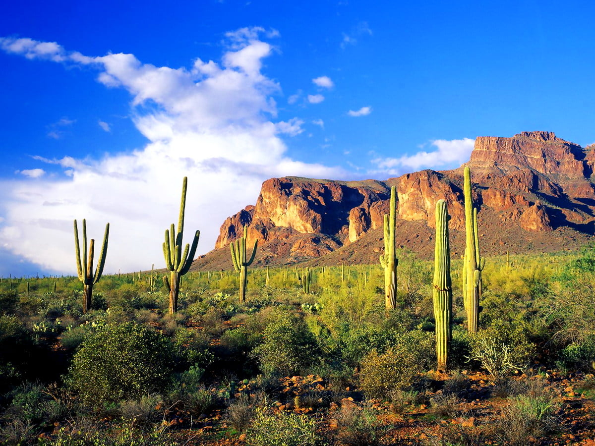 Fundo De Imagem Legais Floresta Nacional De Tonto Ver o Saguaro 