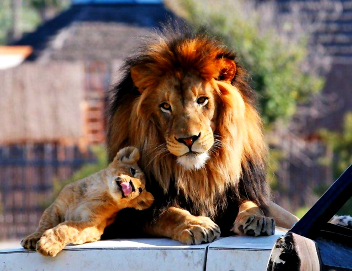 Fundo de tela Leão, Vida Selvagem, Leão Masai | Download Grátis