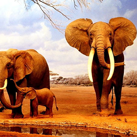Elefante-asiático: 15+ wallpapers